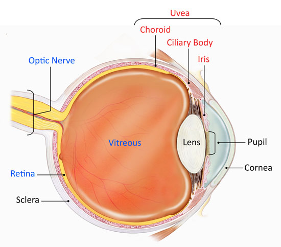 Retina and Uveitis Center